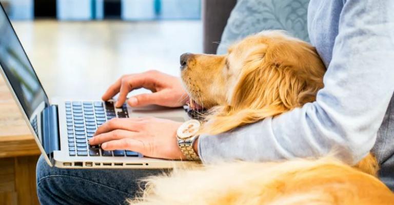 dog owner laptop